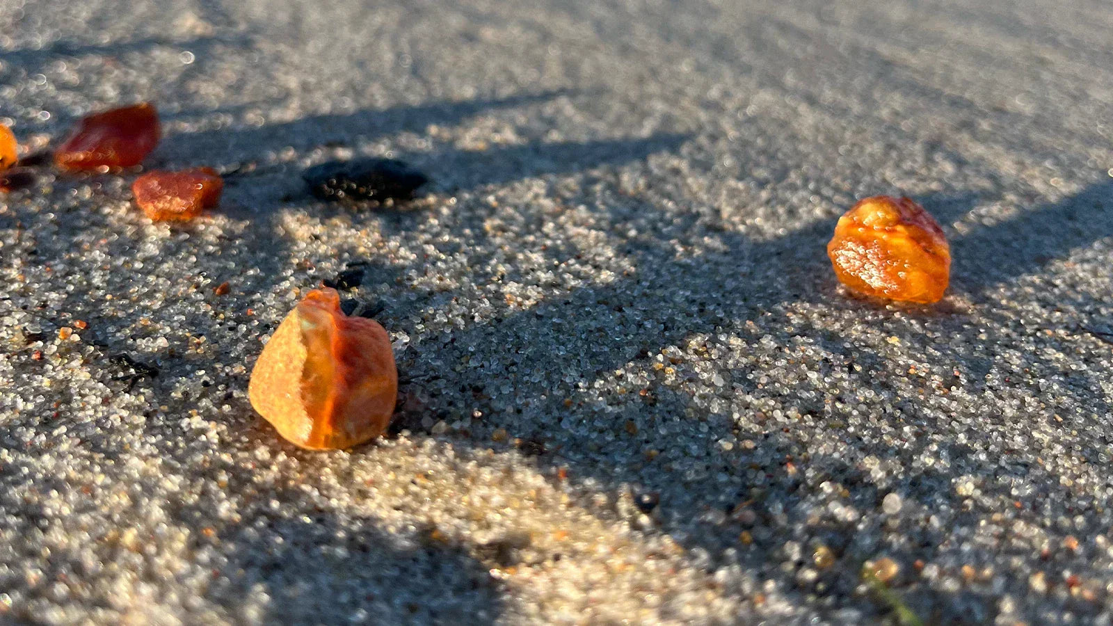 What Is Baltic Amber? Origin, Formation & Why It’s Unique