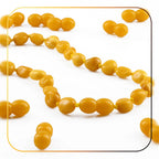 Lot of 50pcs Screw Clasps for Amber and Gemstone Beads Jewelry - Butterscotch (MY5)